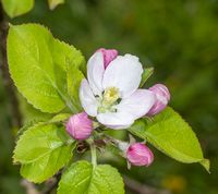 Birgit Bonnier æbleblomst